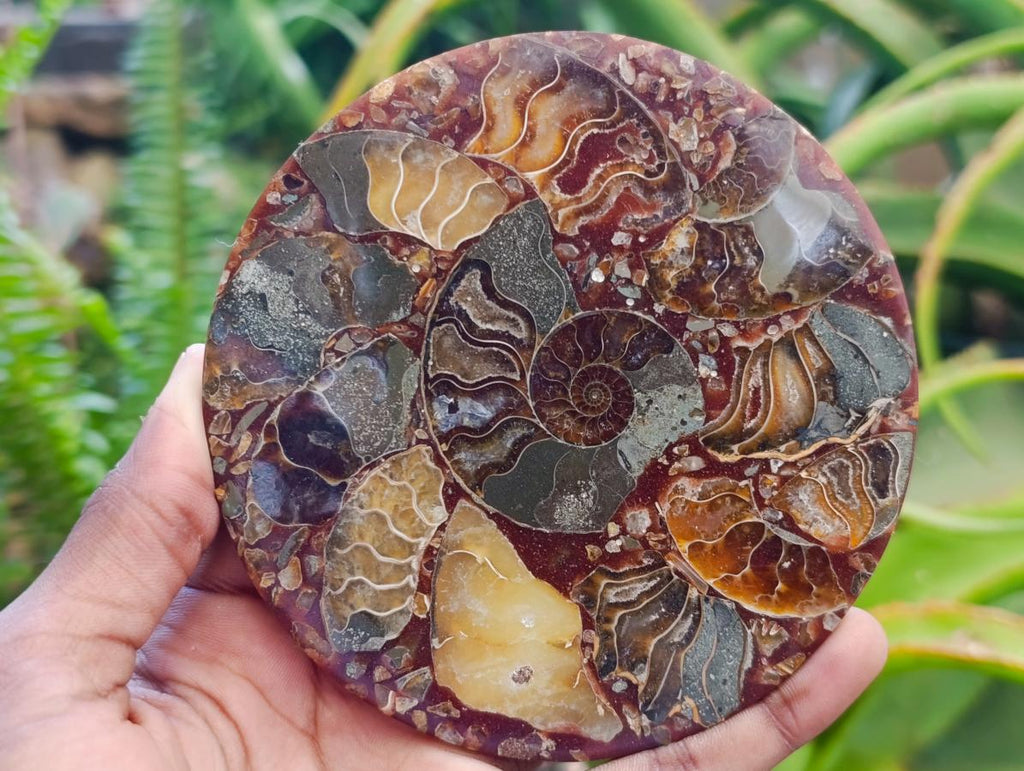 Hand Made Ammonite Conglomerate Coffee Table Coasters x 6 From Mahajanga, Madagascar