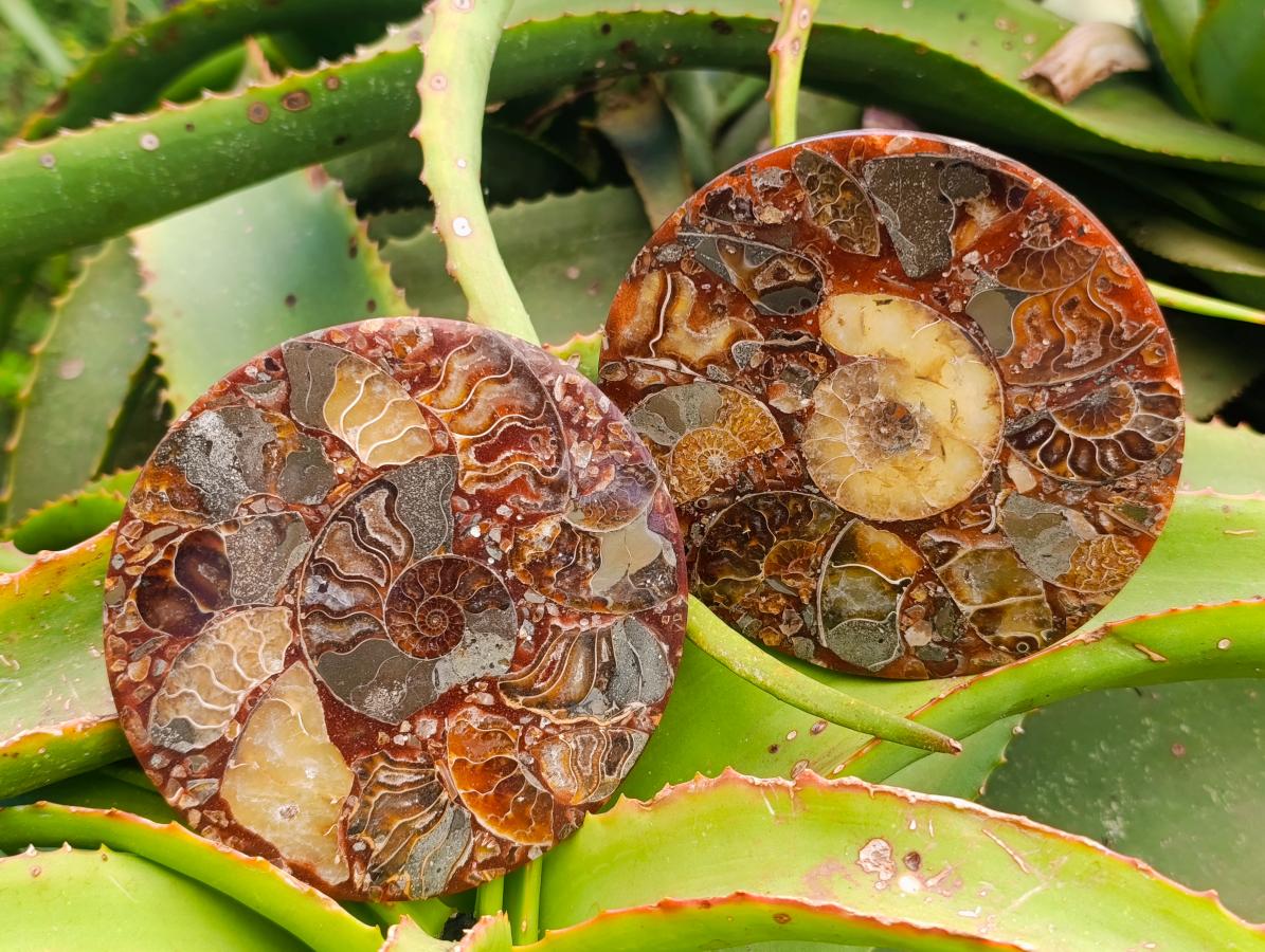 Hand Made Ammonite Conglomerate Coffee Table Coasters x 6 From Mahajanga, Madagascar