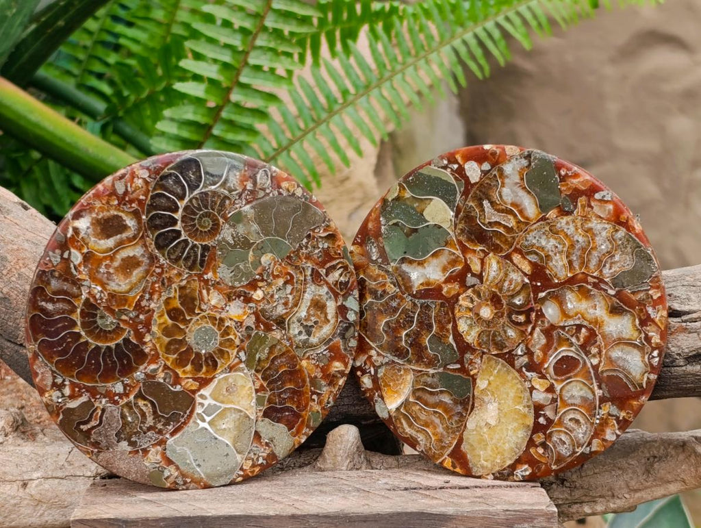 Hand Made Ammonite Conglomerate Coffee Table Coasters x 6 From Mahajanga, Madagascar