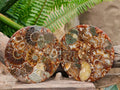 Hand Made Ammonite Conglomerate Coffee Table Coasters x 6 From Mahajanga, Madagascar