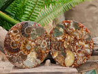 Hand Made Ammonite Conglomerate Coffee Table Coasters x 6 From Mahajanga, Madagascar