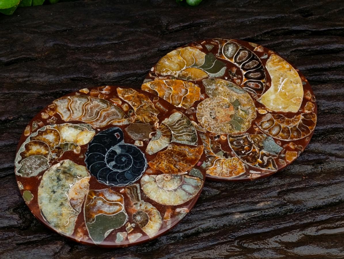 Hand Made Ammonite Conglomerate Coffee Table Coasters x 6 From Mahajanga, Madagascar