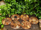 Hand Made Ammonite Conglomerate Coffee Table Coasters x 6 From Mahajanga, Madagascar