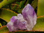 Natural Jacaranda Amethyst Crystal Clusters x 6 From Mumbwa, Zambia