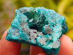 Natural Mini Dioptase on Dolomite Specimens x 12 From Likasi, Congo