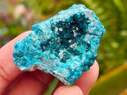 Natural Mini Dioptase on Dolomite Specimens x 12 From Likasi, Congo