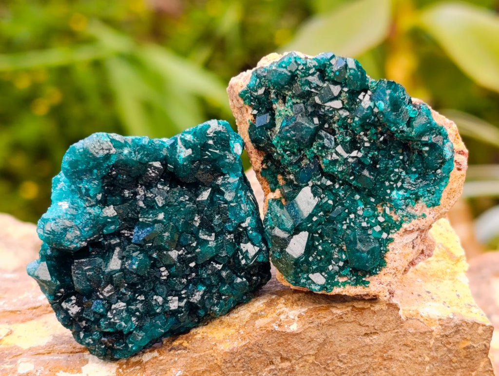 Natural Mini Dioptase on Dolomite Specimens x 12 From Likasi, Congo