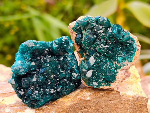 Natural Mini Dioptase on Dolomite Specimens x 12 From Likasi, Congo