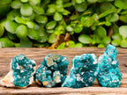Natural Mini Dioptase on Dolomite Specimens x 12 From Likasi, Congo