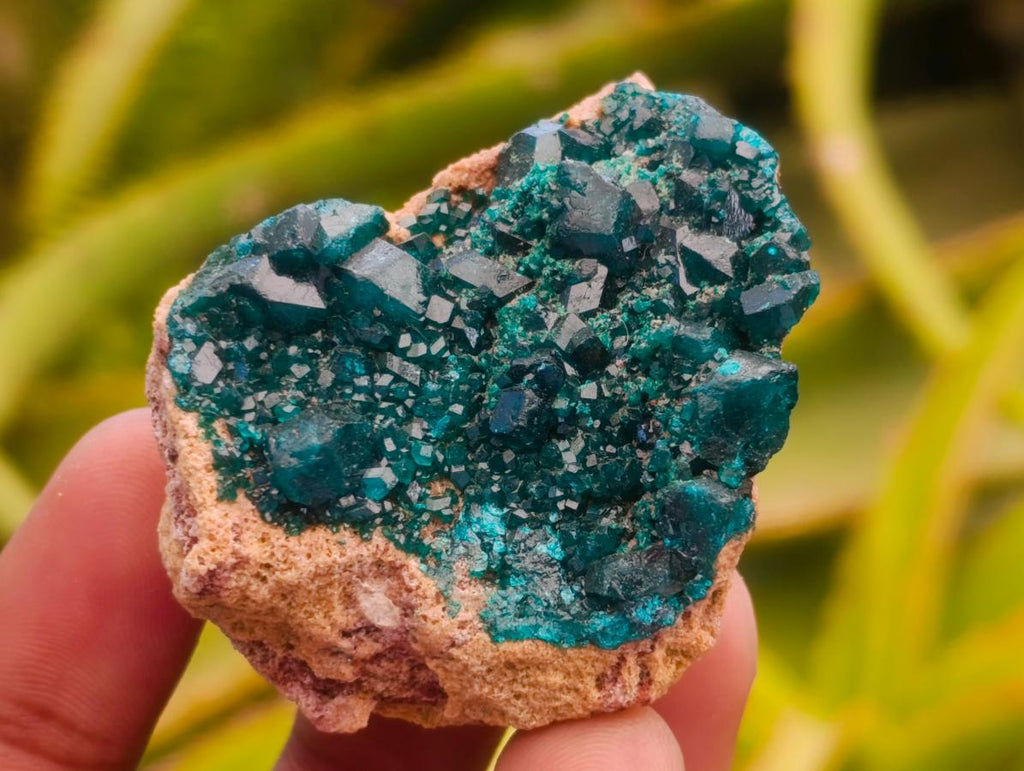 Natural Mini Dioptase on Dolomite Specimens x 12 From Likasi, Congo