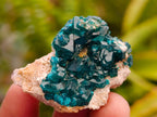 Natural Mini Dioptase on Dolomite Specimens x 12 From Likasi, Congo