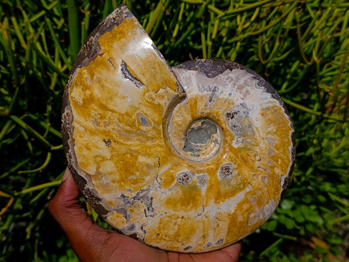 Polished Large Cleoniceras Ammonite Fossil x 1 From Tulear, Madagascar