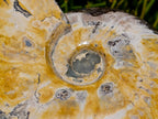 Polished Large Cleoniceras Ammonite Fossil x 1 From Tulear, Madagascar
