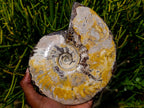 Polished Large Cleoniceras Ammonite Fossil x 1 From Tulear, Madagascar