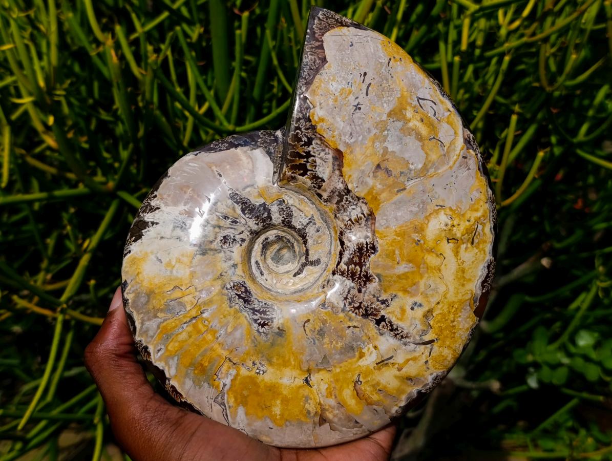 Polished Large Cleoniceras Ammonite Fossil x 1 From Tulear, Madagascar