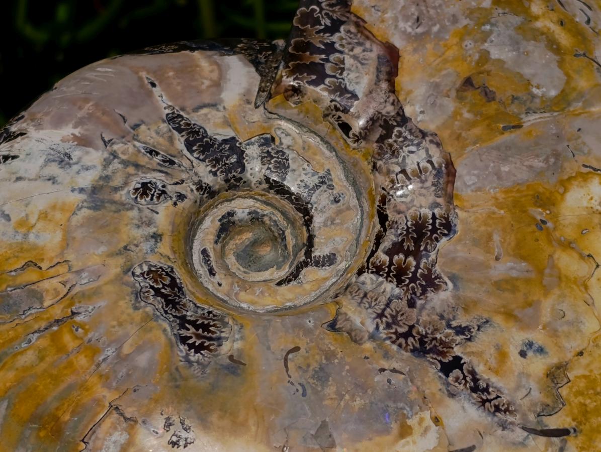 Polished Large Cleoniceras Ammonite Fossil x 1 From Tulear, Madagascar