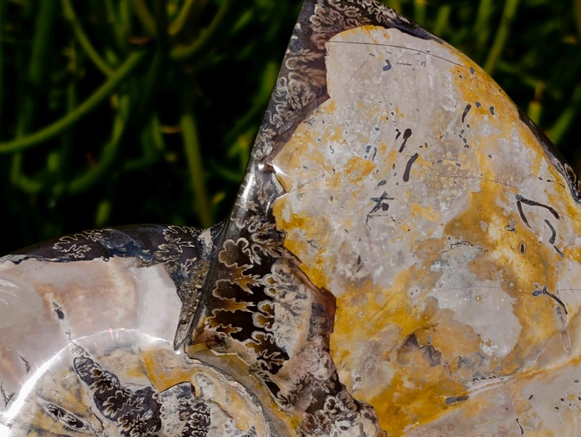 Polished Large Cleoniceras Ammonite Fossil x 1 From Tulear, Madagascar