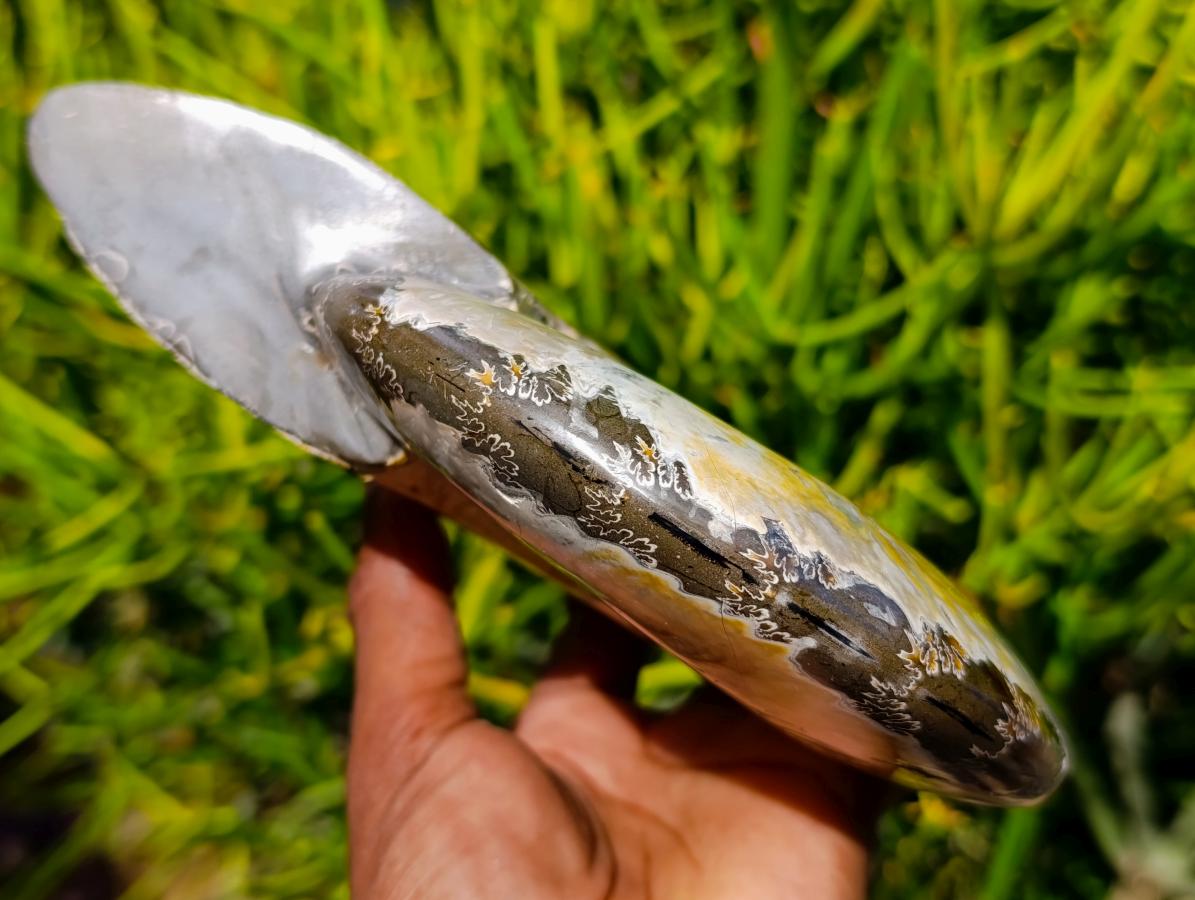 Polished Large Cleoniceras Ammonite Fossil x 1 From Tulear, Madagascar