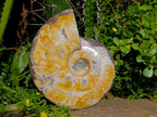 Polished Large Cleoniceras Ammonite Fossil x 1 From Tulear, Madagascar