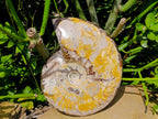 Polished Large Cleoniceras Ammonite Fossil x 1 From Tulear, Madagascar