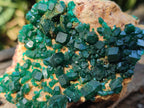Natural Dioptase on Dolomite Specimens x 3 From Likasi, Congo