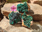 Natural Dioptase on Dolomite Specimens x 3 From Likasi, Congo