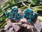 Natural Dioptase on Dolomite Specimens x 3 From Likasi, Congo