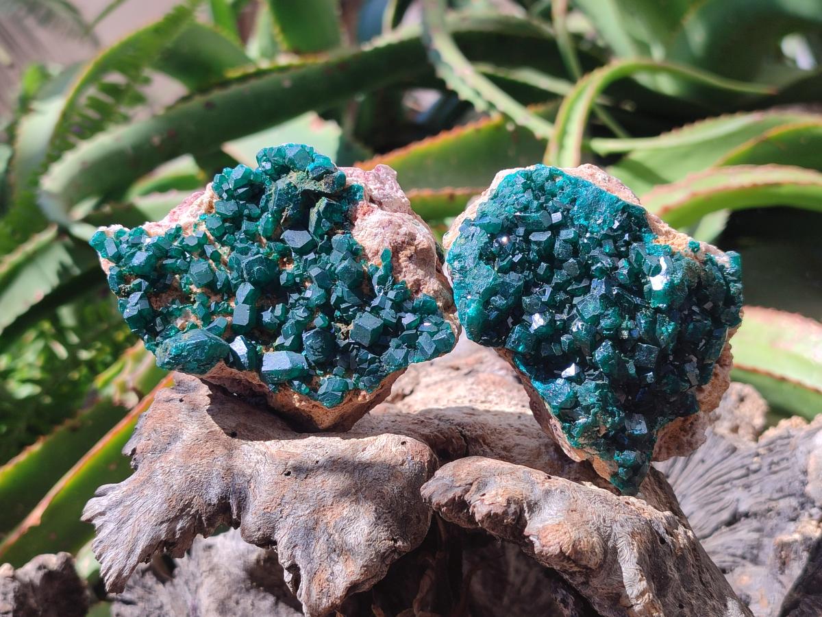 Natural Dioptase on Dolomite Specimens x 3 From Likasi, Congo