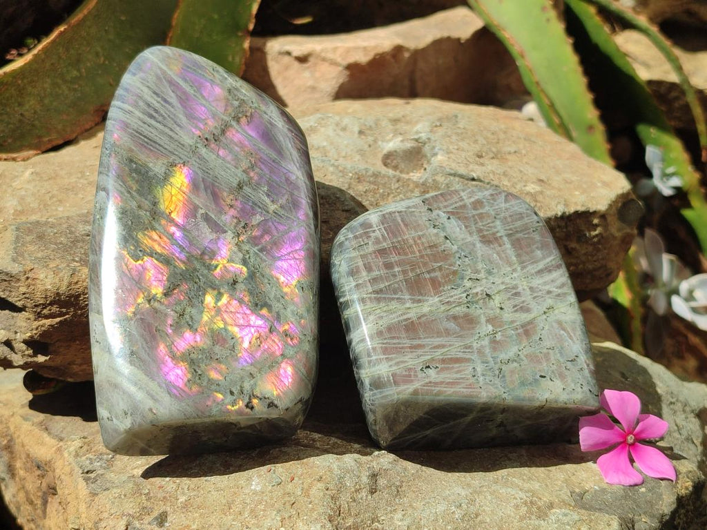 Polished Rare Purple Sunset Flash Labradorite Standing Free Forms x 2 From Madagascar