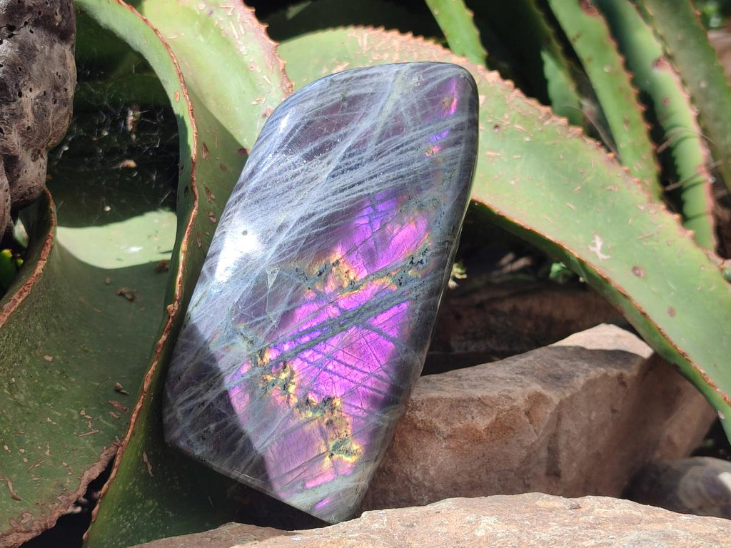 Polished Rare Purple Sunset Flash Labradorite Standing Free Forms x 2 From Madagascar