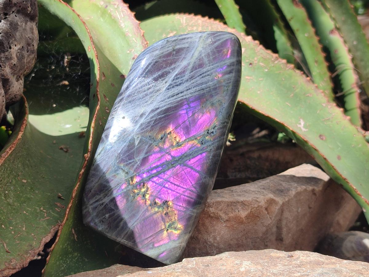 Polished Rare Purple Sunset Flash Labradorite Standing Free Forms x 2 From Madagascar