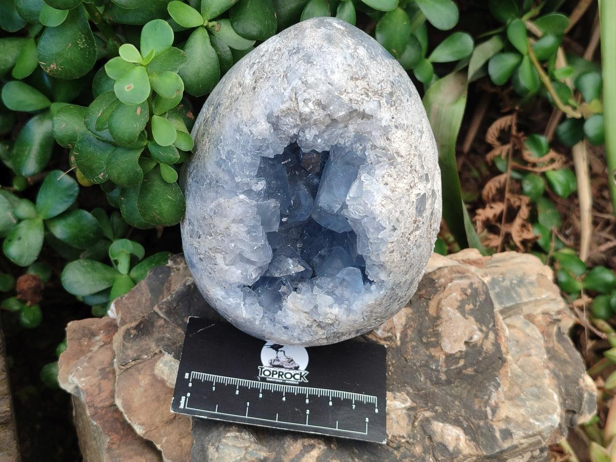 Polished Large Blue Celestite Gemstone Egg x 1 From Sakoany, Madagascar - Toprock Gemstones and Minerals 