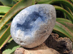 Polished Large Blue Celestite Gemstone Egg x 1 From Sakoany, Madagascar - Toprock Gemstones and Minerals 