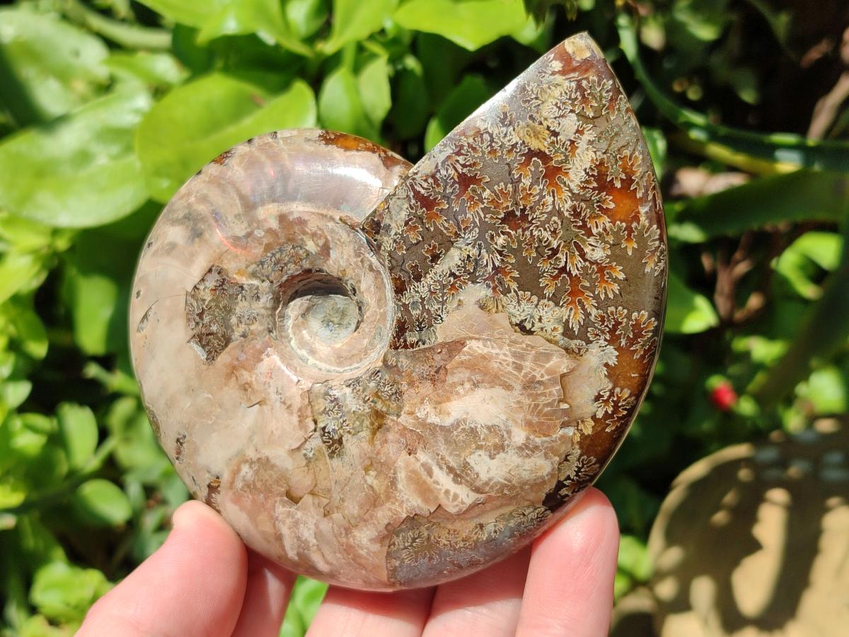 Polished Cleoniceras Red Ammolite Opalized Ammonite Fossils x 2 From Tulear, Madagascar
