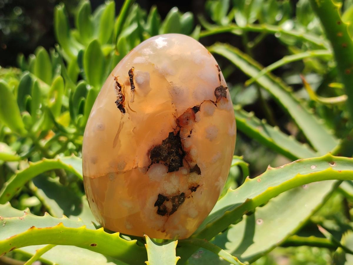 Polished Flower Agate Standing Free Forms x 6 From Antsahalova, Madagascar