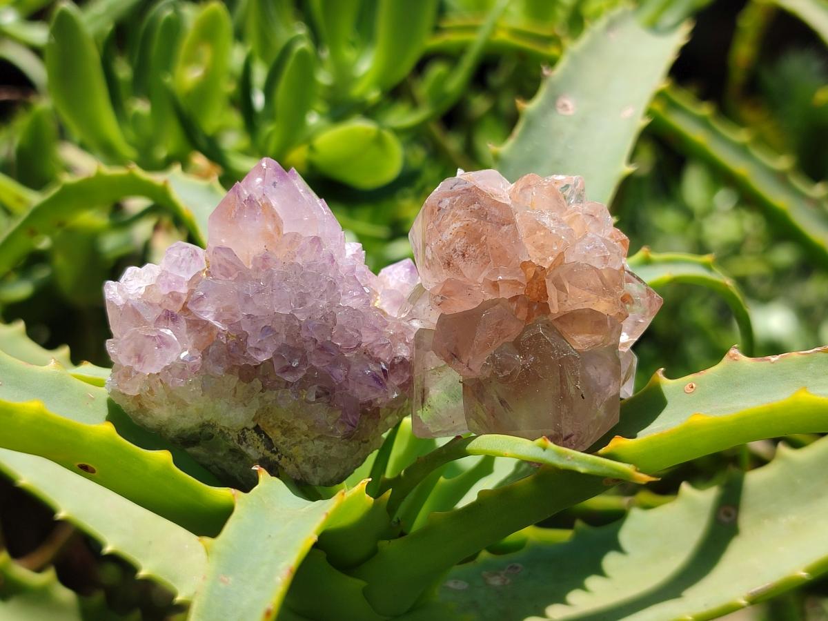 Natural Amethyst Spirit Crystals and Clusters x 35 From Boekenhouthoek, South Africa