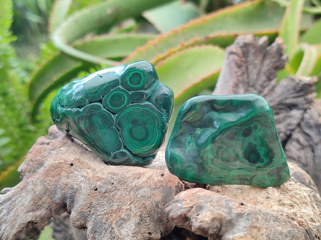 Polished Flower Banded Malachite Free Forms x 12 From Congo