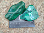 Polished Flower Banded Malachite Free Forms x 12 From Congo