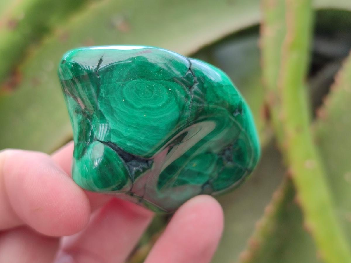 Polished Flower Banded Malachite Free Forms x 12 From Congo