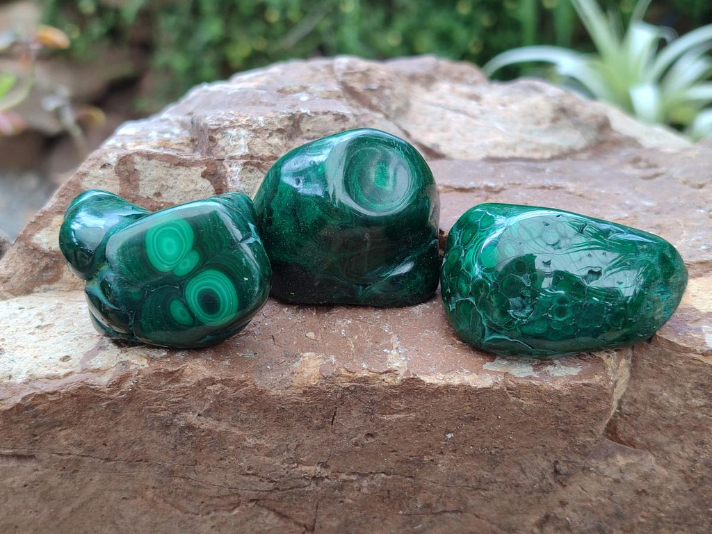 Polished Flower Banded Malachite Free Forms x 12 From Congo