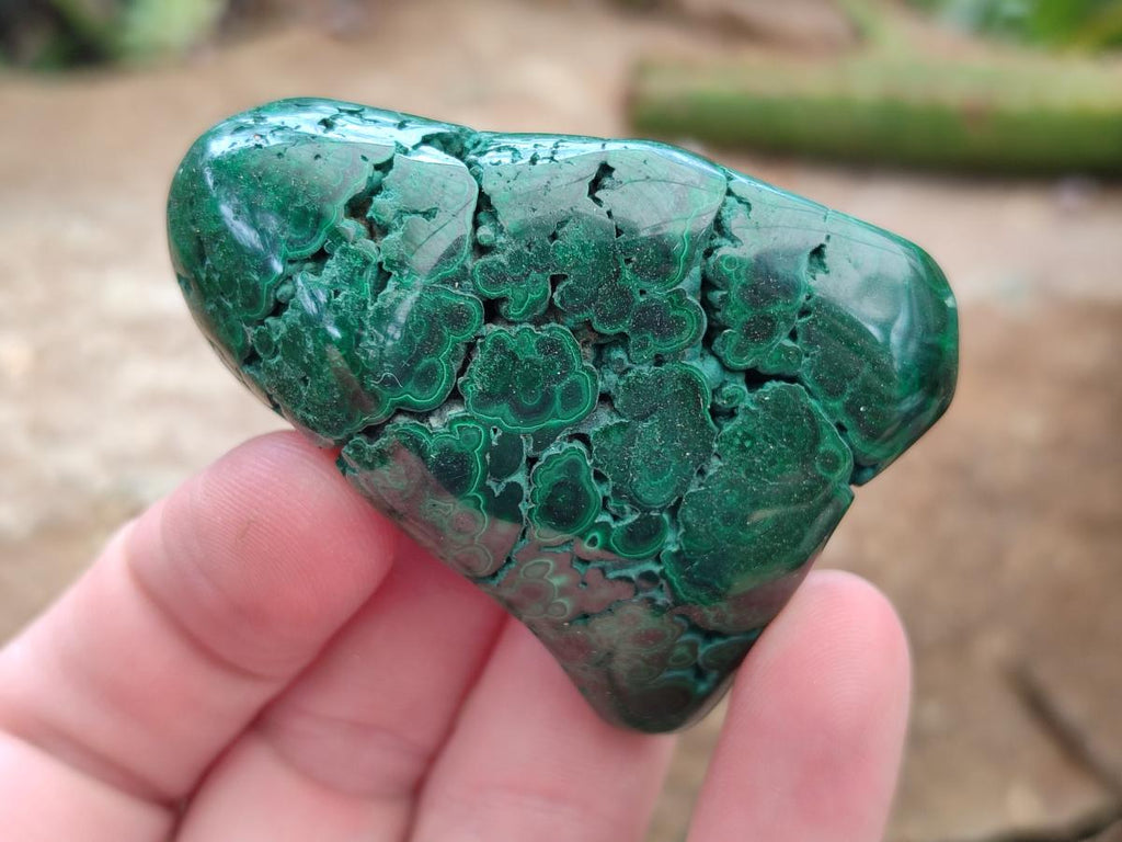 Polished Flower Banded Malachite Free Forms x 12 From Congo