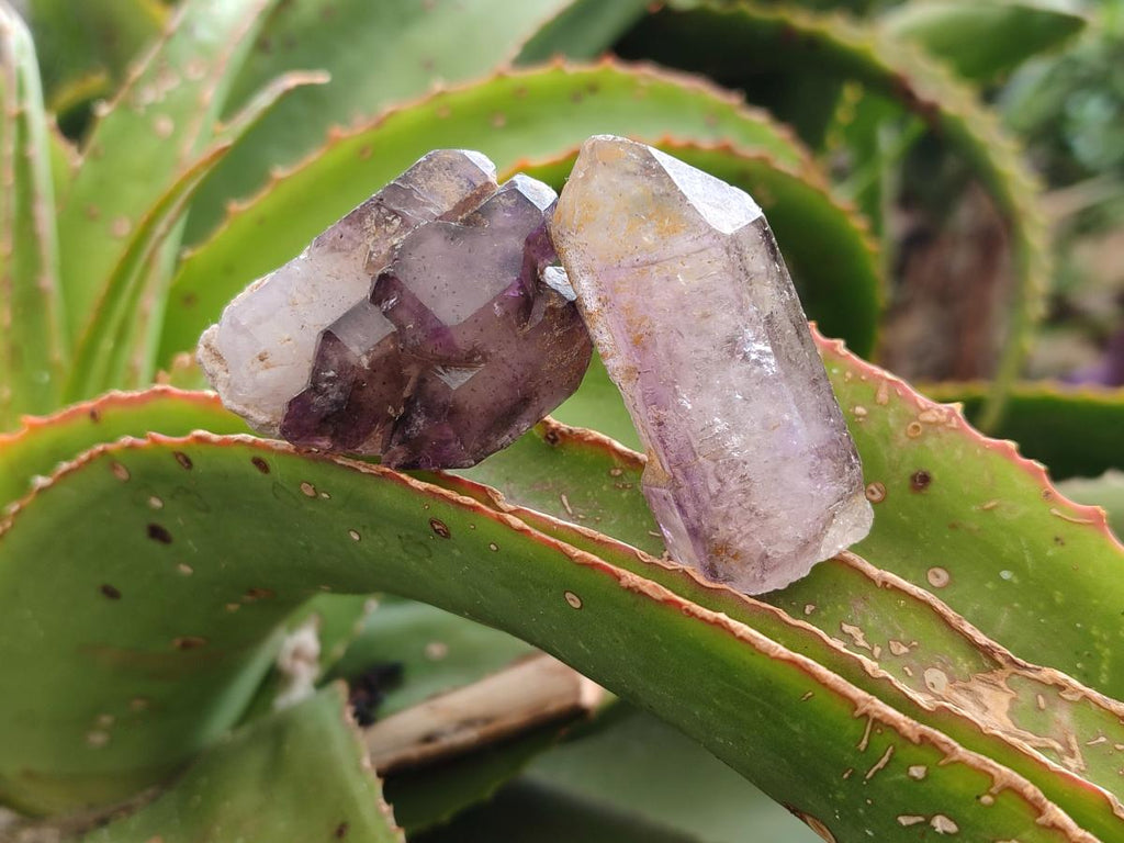 Natural Window Amethyst Crystals x 24 From Chiredzi, Zimbabwe