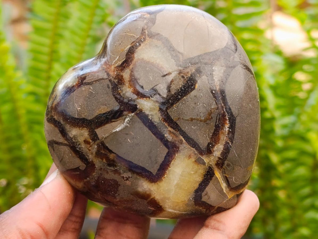 Polished Septerye Hearts x 6 From Mahajanga, Madagascar