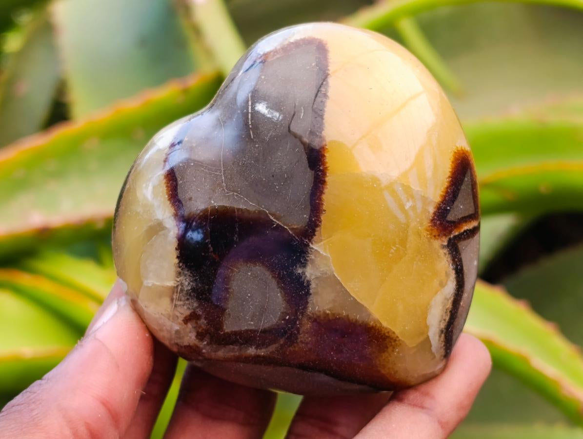 Polished Septerye Hearts x 6 From Mahajanga, Madagascar