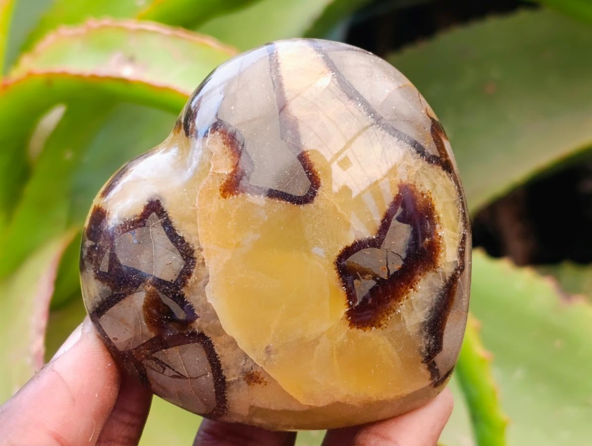 Polished Septerye Hearts x 6 From Mahajanga, Madagascar