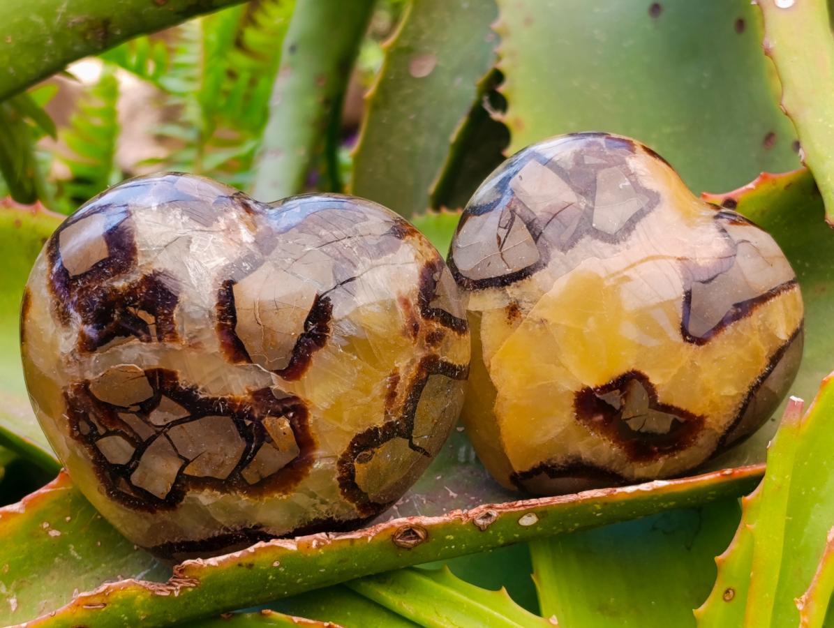 Polished Septerye Hearts x 6 From Mahajanga, Madagascar