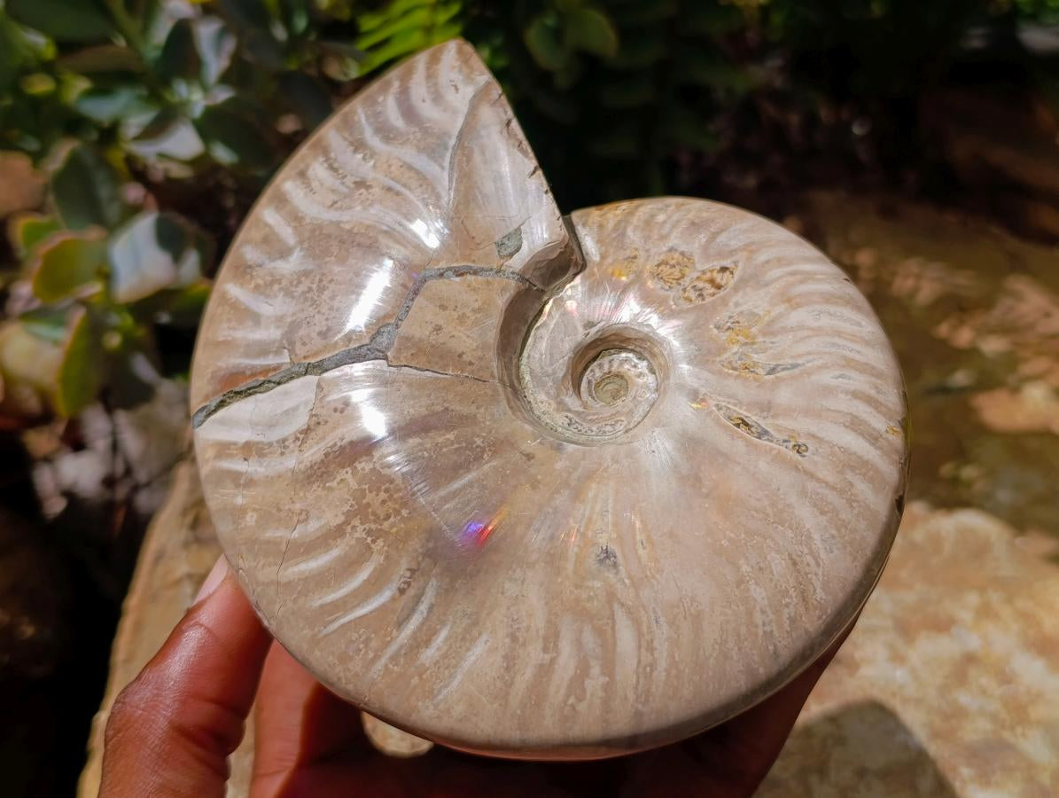 Polished Opalized Cleoniceras Ammonite Fossils x 2 From Tulear, Madagascar