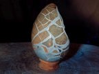 Polished Large Septerye Sauvage "Dragons Egg" Geode x 1 From Mahajanga, Madagascar