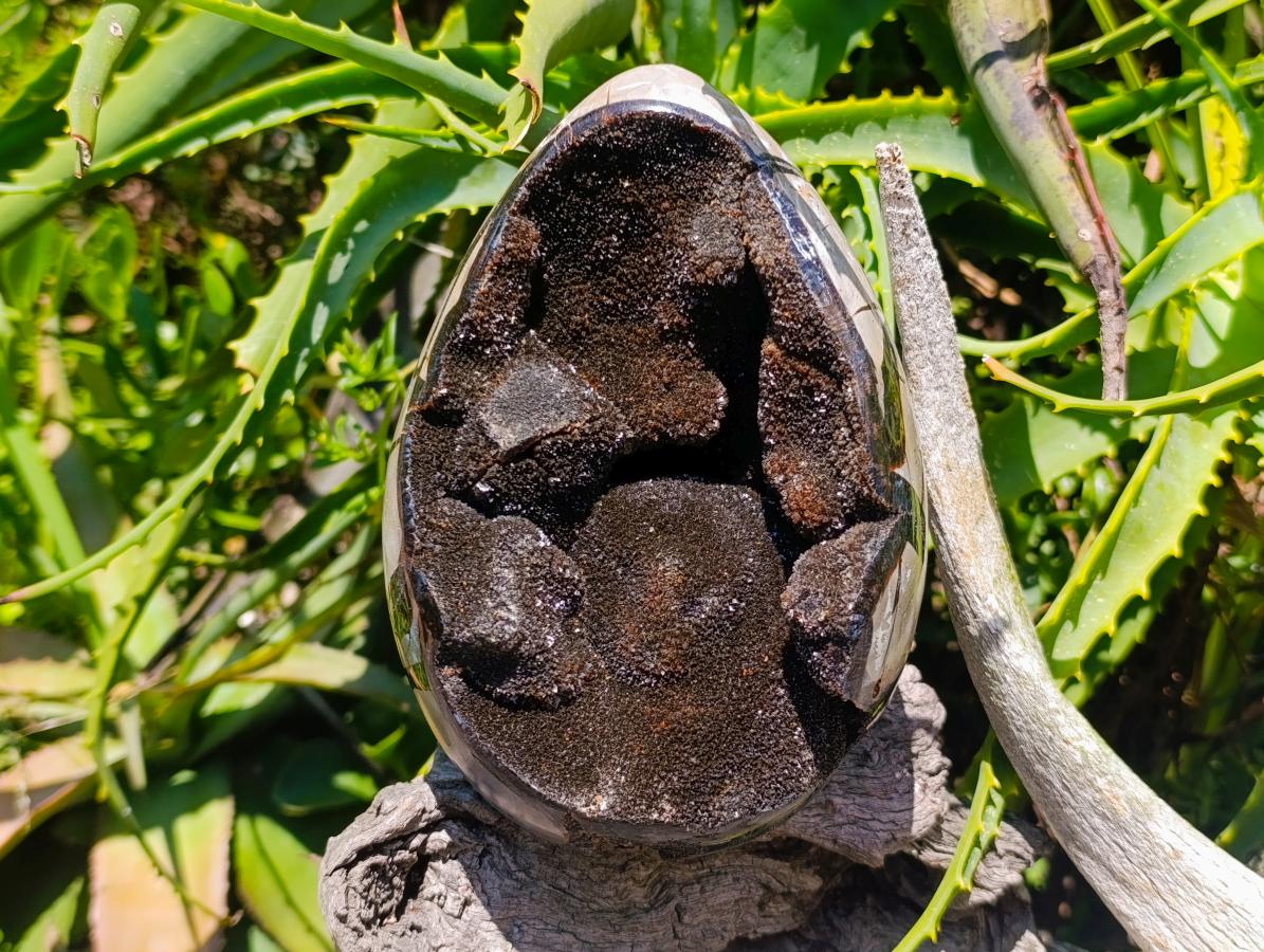 Polished Large Septerye Sauvage "Dragons Egg" Geode x 1 From Mahajanga, Madagascar