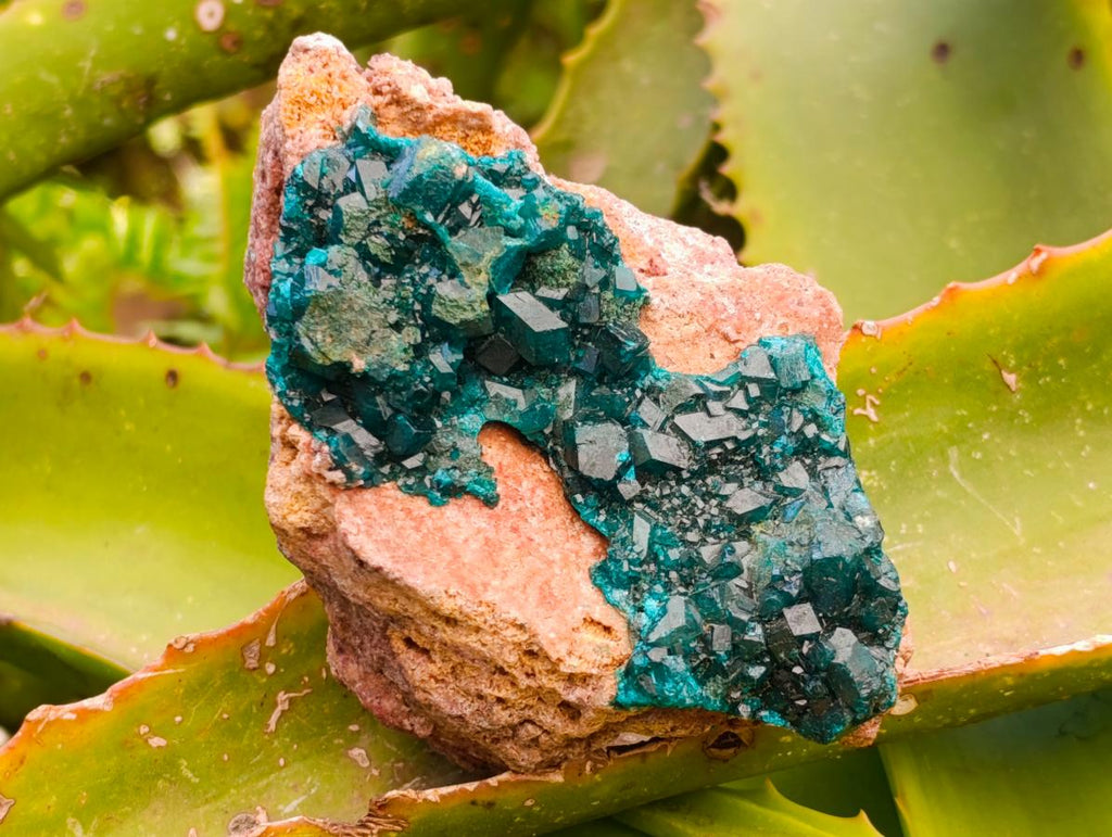 Natural Dioptase with Malachite On Dolomite Specimens x 3 From Likasi, Congo
